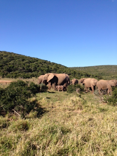 Thank Goodness For Elephants